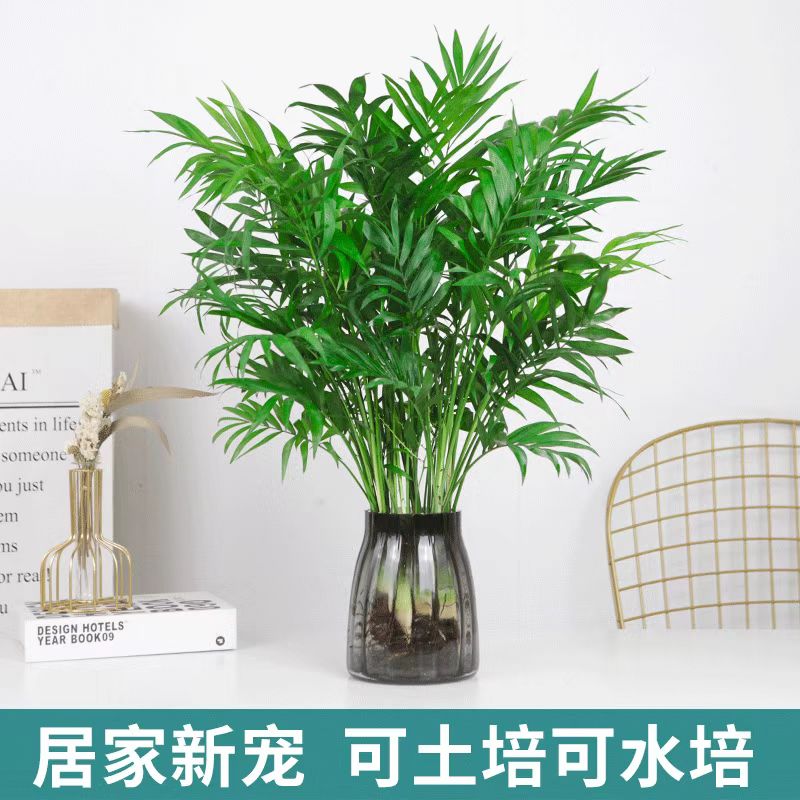 水培植物袖珍椰子盆栽凤尾竹富贵椰子绿植客厅办公室桌面好养绿植