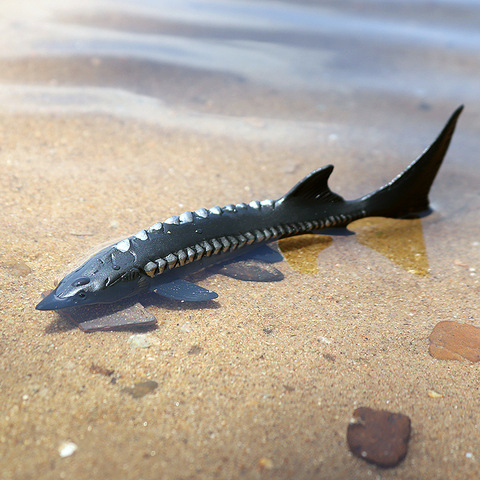 鲟鱼玩具中华鲟模型淡水鱼儿童摆件塑胶手办仿真动物海洋