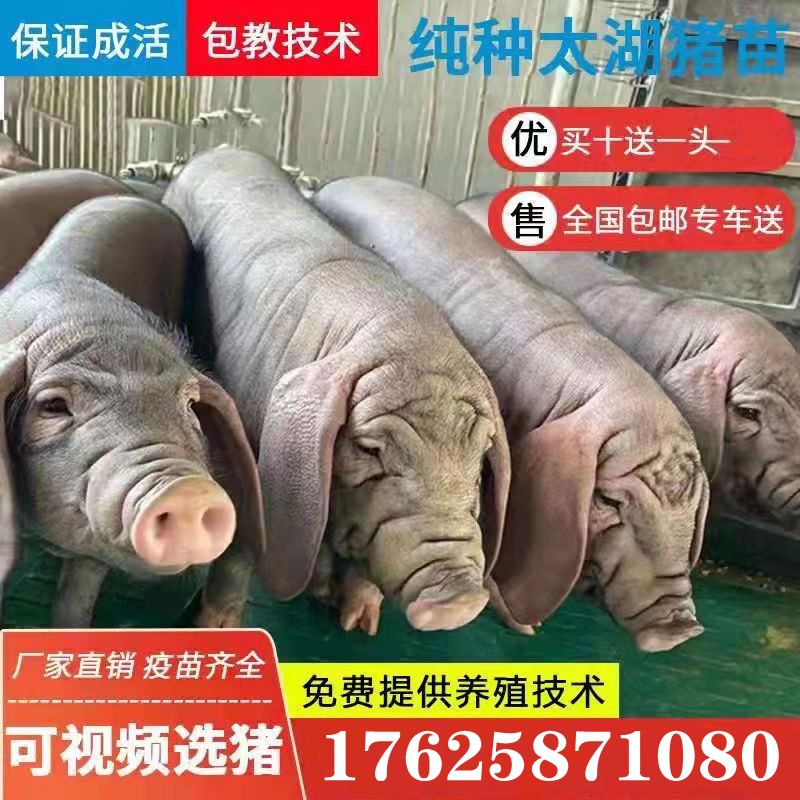 原种太湖母猪二元长白母猪苏太大白大约克纯种杜洛克种猪三元仔猪