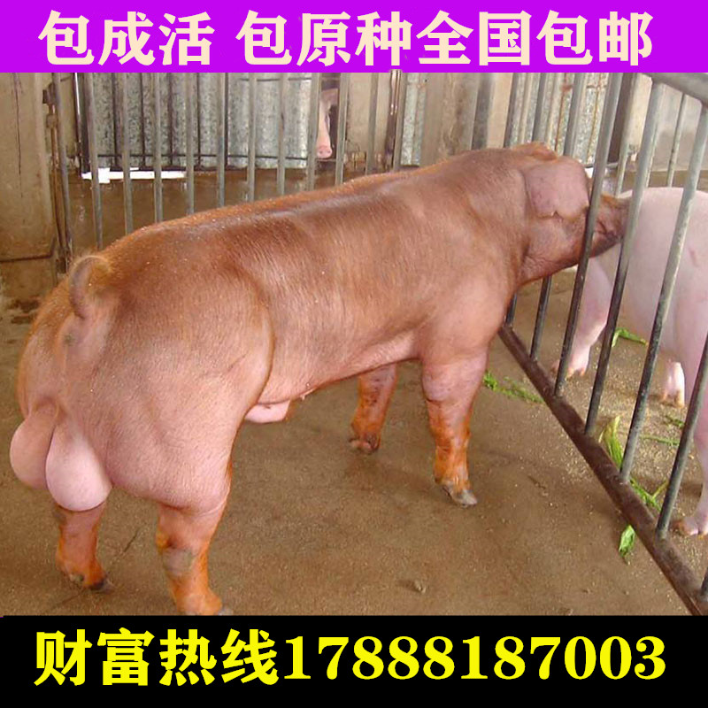 新美系杜洛克公猪太湖母猪苏太母猪约克大白二元40斤活体猪崽包邮