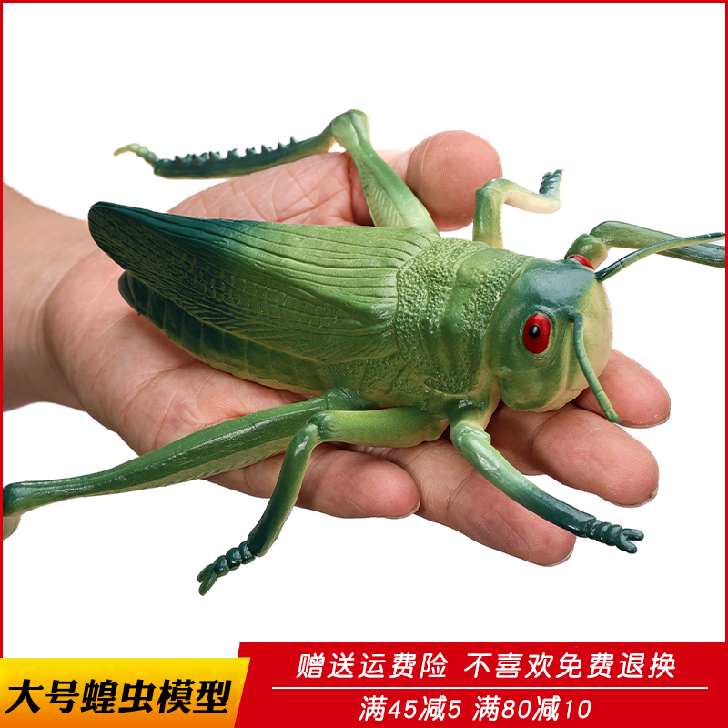 仿真动物昆虫模型蝗虫玩具蚂蚱草蜢蚱蜢儿童科教礼物幼儿园教学