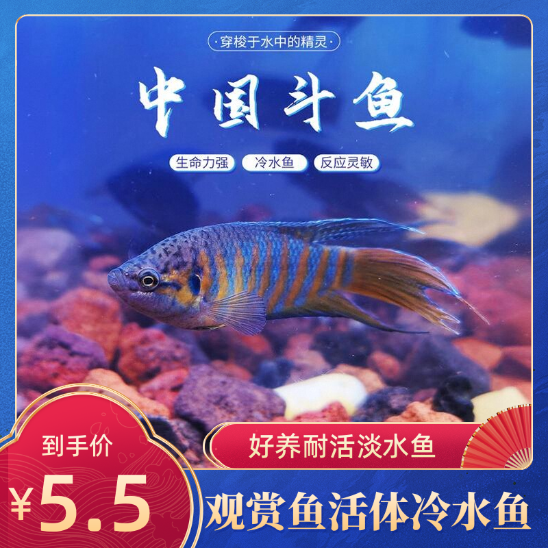 招财鱼中国斗鱼黄金鱼观赏鱼小型鱼活体活鱼冷水鱼淡水鱼好养耐活