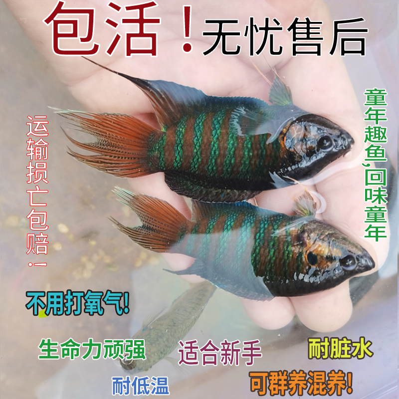 中国斗鱼淡水观赏鱼活体活鱼冷水鱼家庭小鱼活小型金鱼苗好养耐活