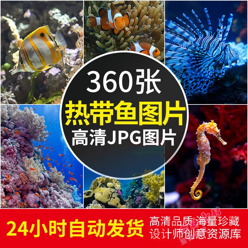 4k高清大图 热带鱼图片海洋底鱼类水族馆摄影照片电脑壁纸JPG素材