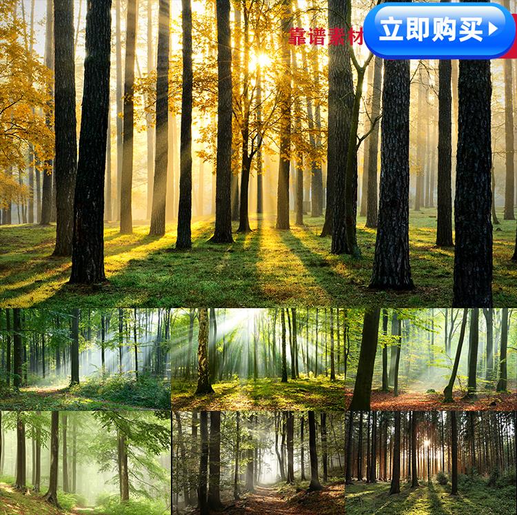 阳光绿色森林树林丛林风景画背景墙纸高清JPG图片素材