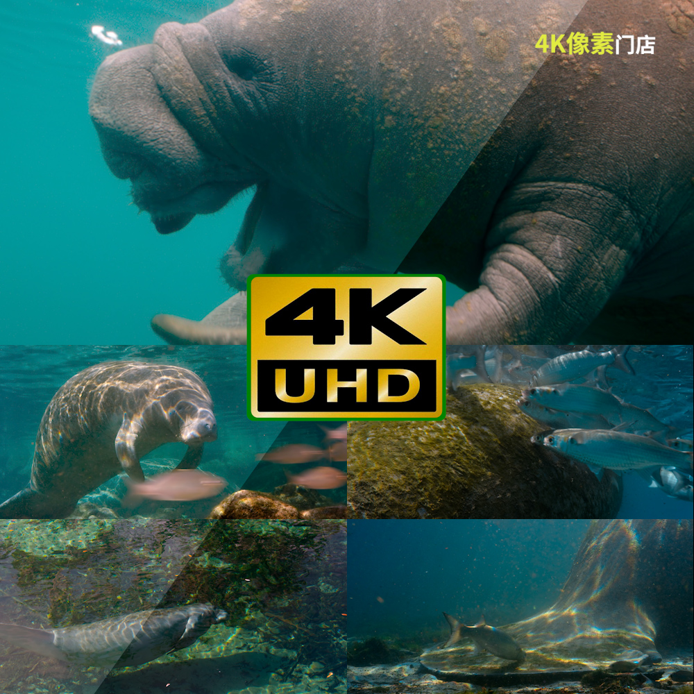 145-4K视频素材-海牛海洋海水游泳水草繁衍水下生物生态热带可爱