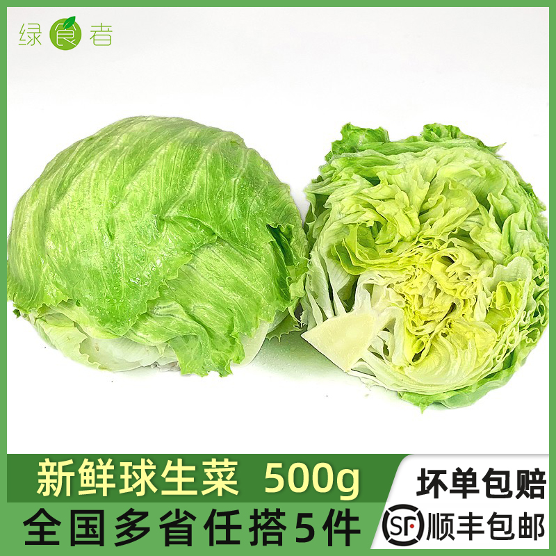 【绿食者】球生菜500g 西餐汉堡火锅用沙拉新鲜蔬菜食材圆西生菜