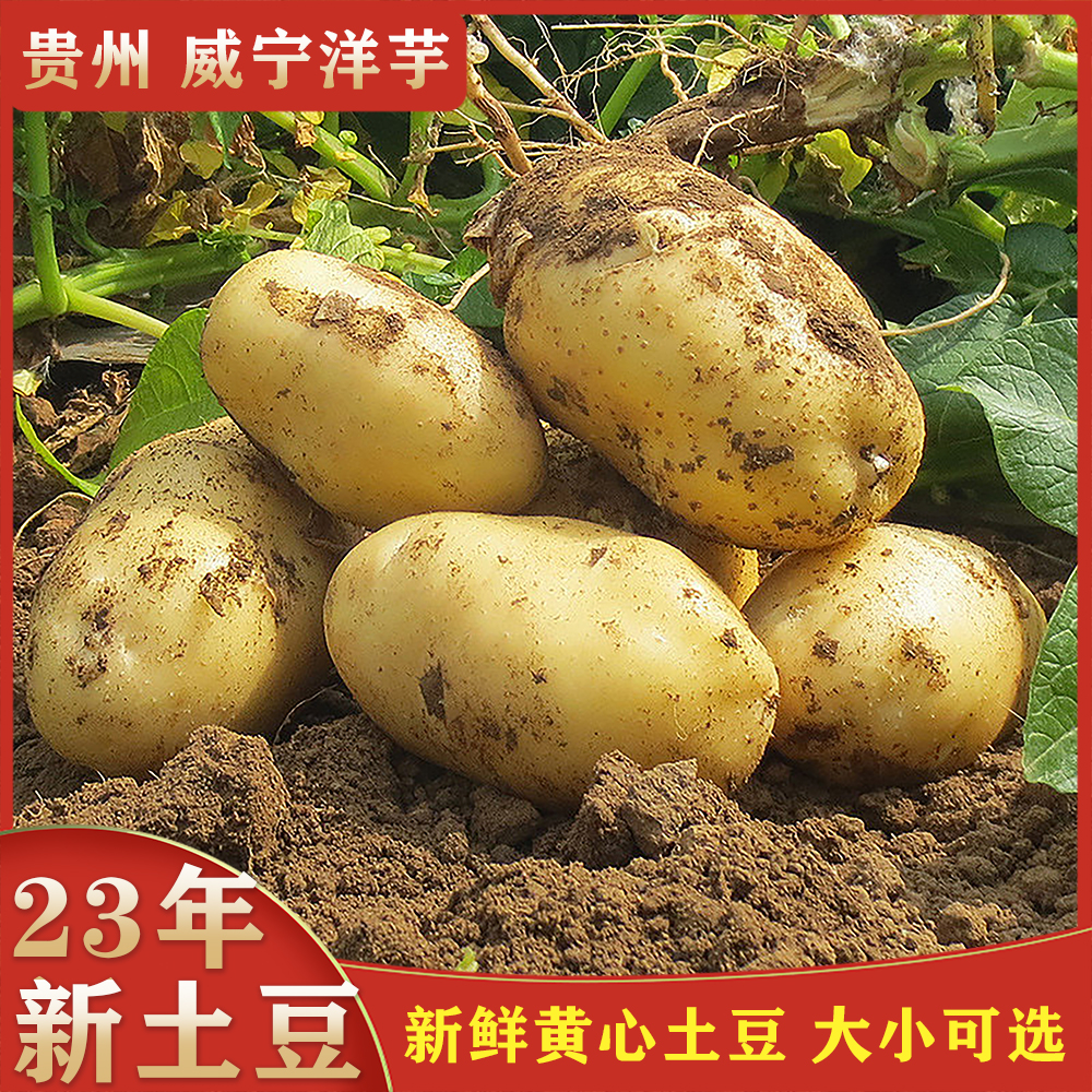 新鲜土豆马铃薯洋芋贵州仡蓁新鲜蔬菜农家自种老品种六盘水马铃薯