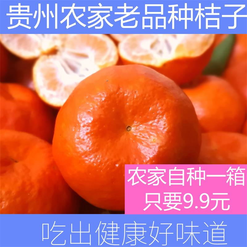 新鲜红橘桔子贵州农家自种老品种金桔金钱柑橘桔时令孕妇水果5斤