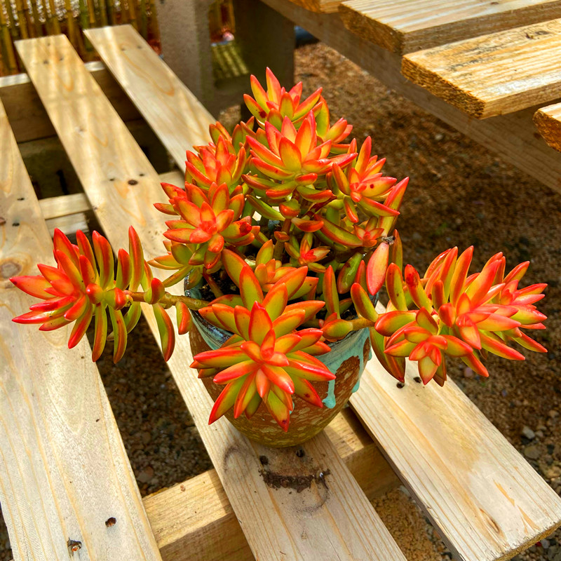 多肉植物 烈焰风暴加州落日 带盆栽好会开花桌面室内防辐射花卉