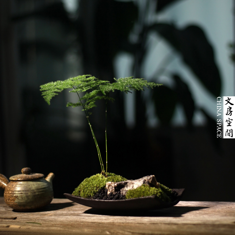 文竹盆栽室内好养绿植苔藓枯山水日式桌面禅意盆景茶桌办公室植物