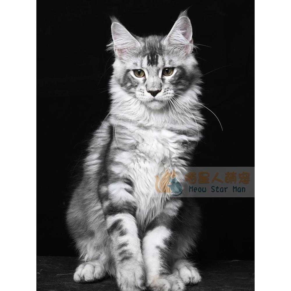 缅因猫幼猫纯种宠物猫咪活体库恩猫幼崽长毛猫大型温柔巨型缅因猫
