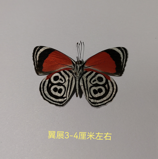 数字蝶88，89涡蛱蝶Diaethria clymena 未展翅原蝶