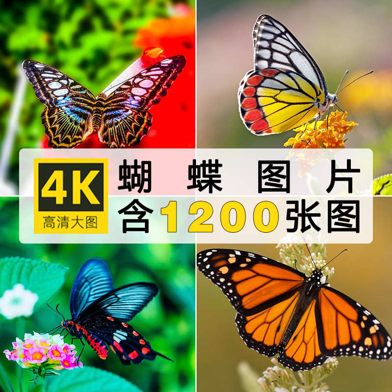 4K高清蝴蝶飞舞图片彩色花丛虫摄影照片特写电脑壁纸JPG图库素材