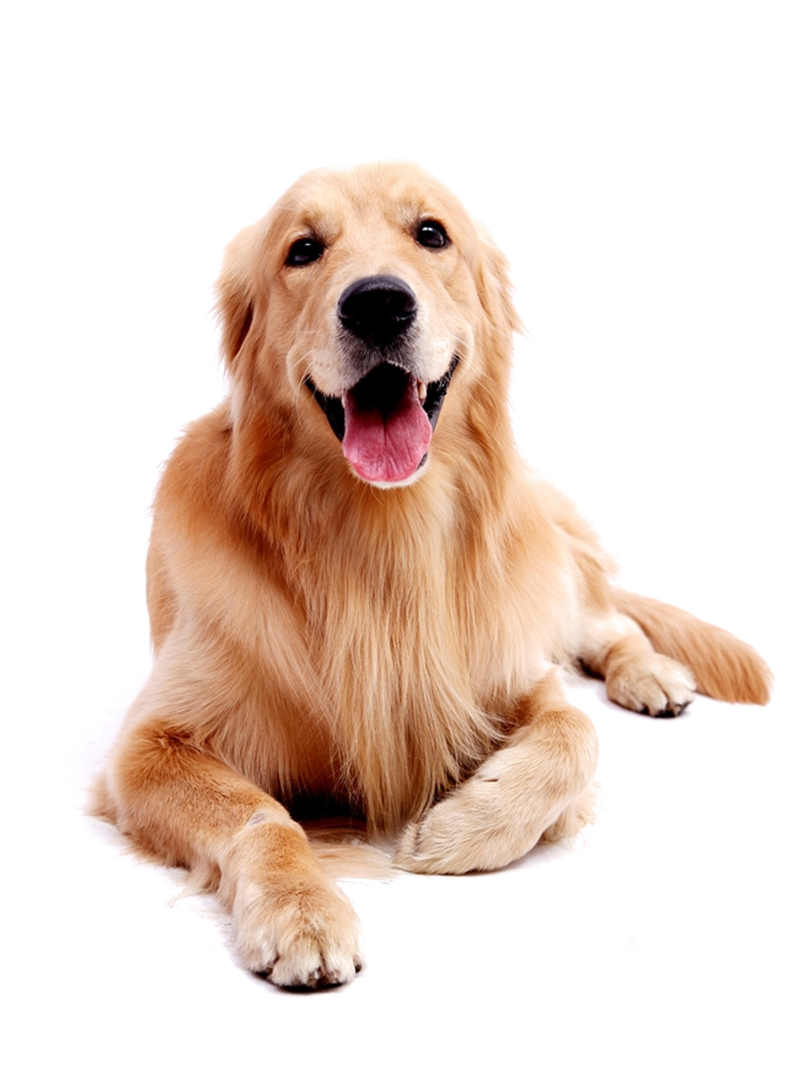 克隆狗宠物服务大型犬哈士奇拉布拉多金毛品种