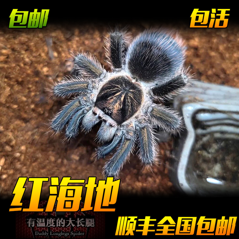 海地红岛蜘蛛食鸟蛛宠物活体大型1-5厘米稀有收藏品种进阶型爬宠