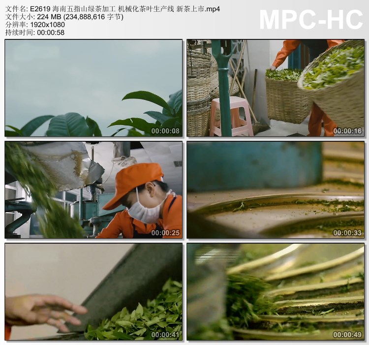海南五指山绿茶加工机械化茶叶生产线 新茶上市 高清实拍视频素材