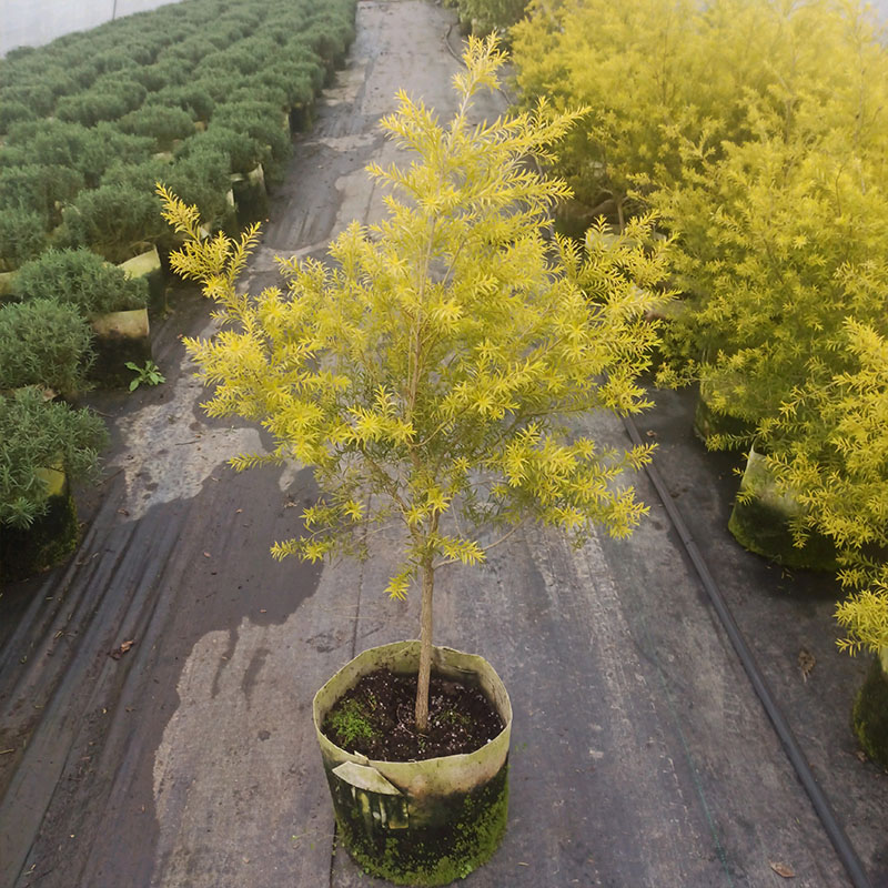 千层金黄金香柳树苗花镜植物庭院阳台多年生四季芳香植物吸甲醛树