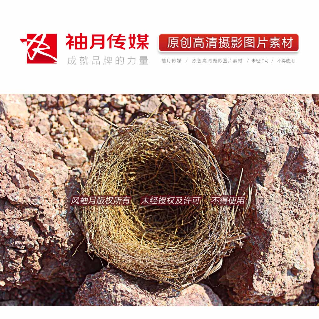 1张石缝中的鸟巢高清摄影图片素材保护自然呵护鸟类鸟巢意境素材