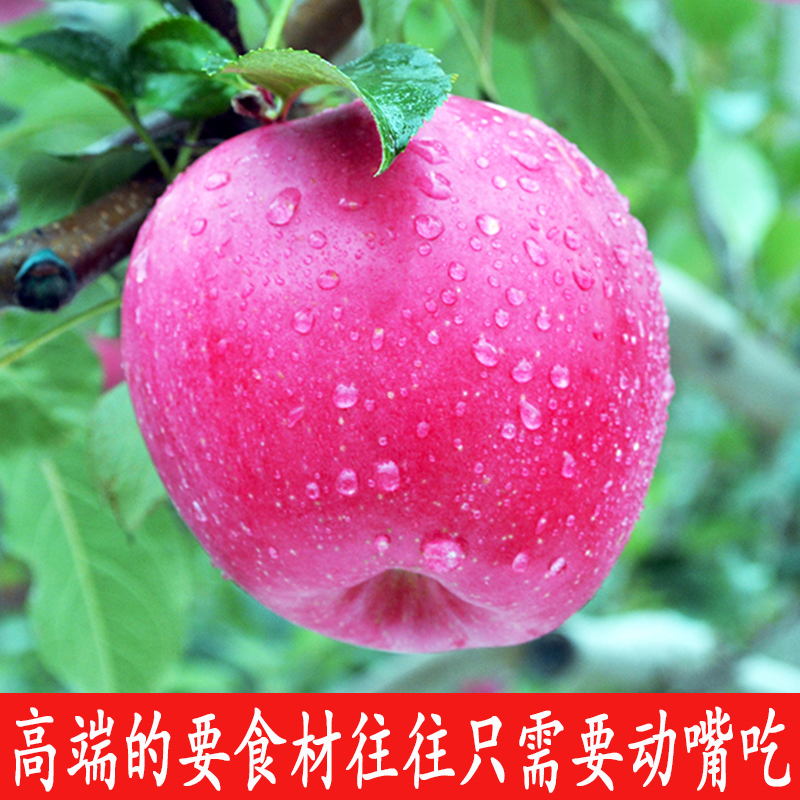 陇食汇甘肃静宁苹果苹果红富士新鲜水果特级大果时令生鲜10斤整箱